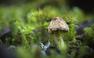 gray mushroom, mushroom, nature, macro HD wallpaper