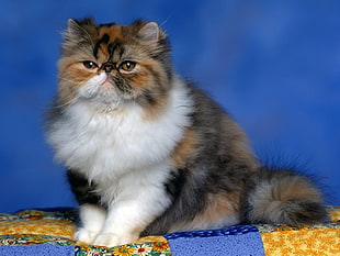 white, brown, and black Persian cat