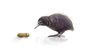 Kiwi bird illustration, kiwi (animal), birds, kiwi (fruit)