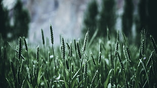 green grass, Grass, Ears, Green HD wallpaper