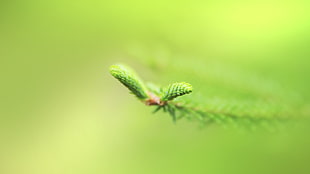 closeup photo of green leaf plant