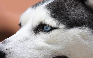 adult black and white blue eyes Siberian Husky HD wallpaper