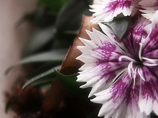 white and purple petaled flower, flowers