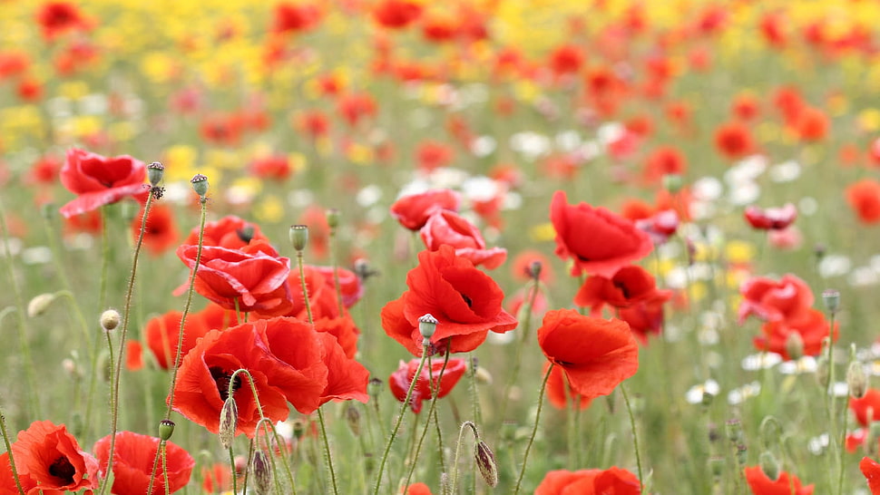 red petaled flowers field HD wallpaper