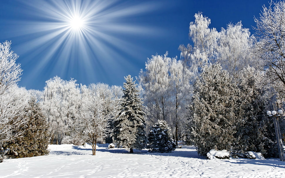 brown tree surrounded by snow during daytime HD wallpaper