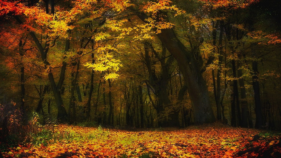 maple leaf tree, nature, landscape, fall, forest HD wallpaper