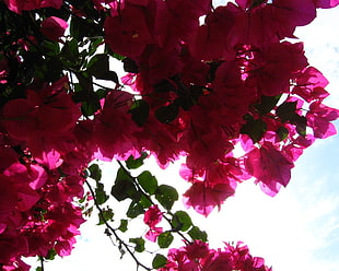 close photo of pink Bougainvillea flower