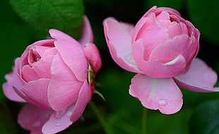 pair of pink petaled flowers in bloom