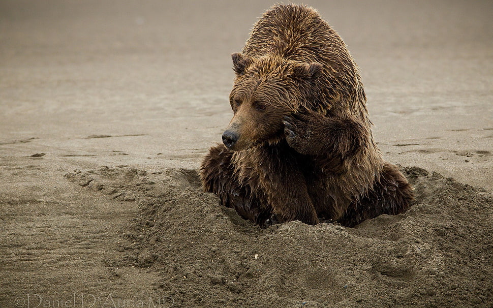 brown grizzly bear, bears HD wallpaper