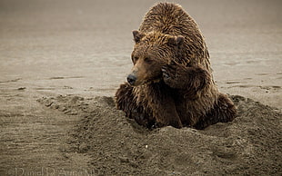 brown grizzly bear, bears