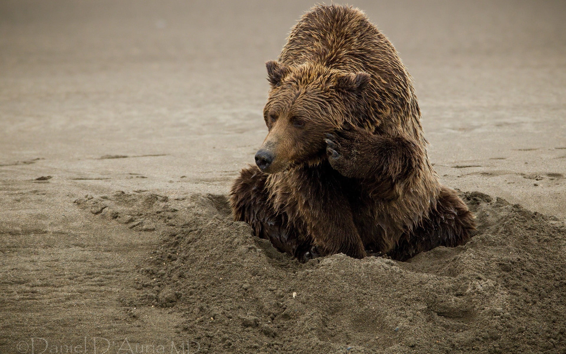 brown grizzly bear, bears