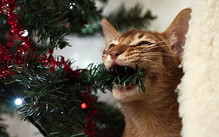 cat biting Christmas tree