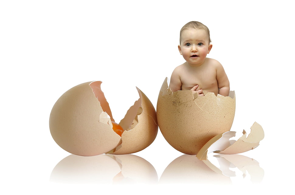 baby in egg shell illustraion HD wallpaper