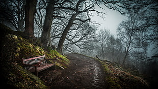 brown wooden bench, nature, bench, trees