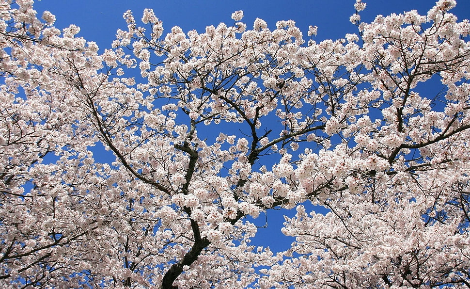 white petaled flowers under blue sky HD wallpaper