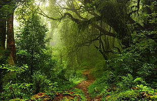 pathway in forest with fogs