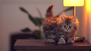 gray tabby kitten on brown wooden desk
