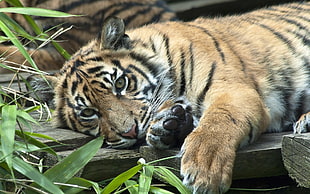 brown tiger lying down