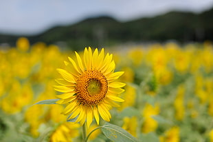shallow focus photography of sunflower in sunflower field