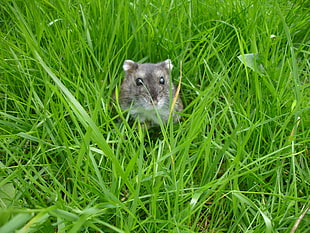 gray Chinchilla surrounded by green grass, russian dwarf hamster