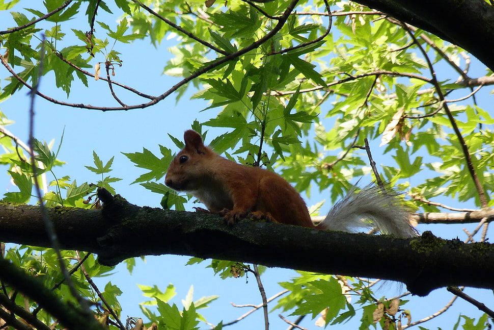 brown squirrel pearched on tree branch HD wallpaper