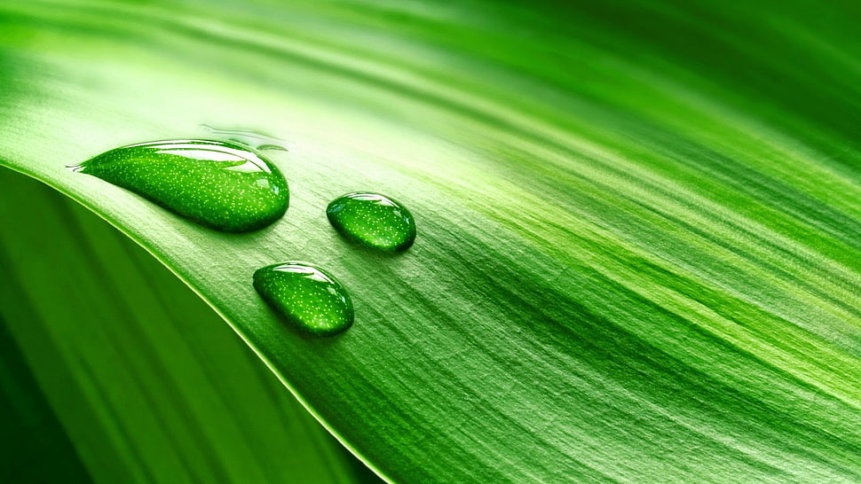 water dew on green leaf, nature HD wallpaper