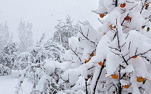 black tree with orange fruits covered of snow