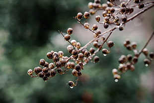 closeup photography of brown seeds
