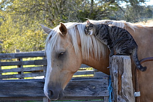 brown tabby cat leaning towards the brown horse during daytime HD wallpaper