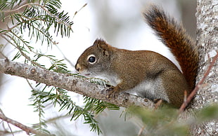 wildlife photography of squirrel on tree branch, red squirrel
