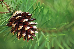 red pinecone HD wallpaper
