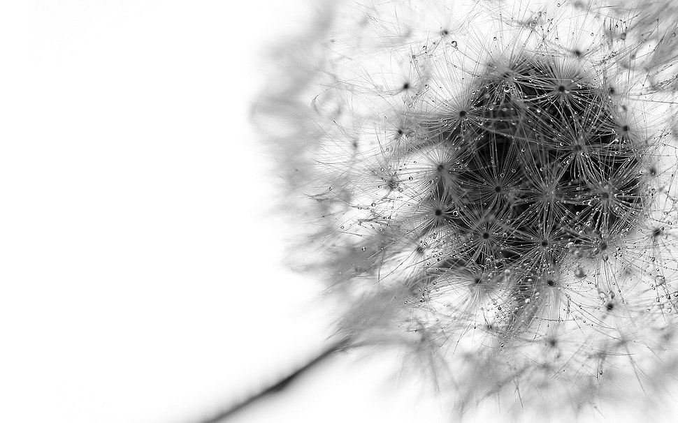 closeup photo of white dandelion flower HD wallpaper