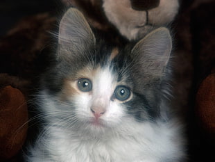 photo of short fur black, white, and brown cat
