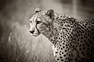 wildlife photography of cheetah