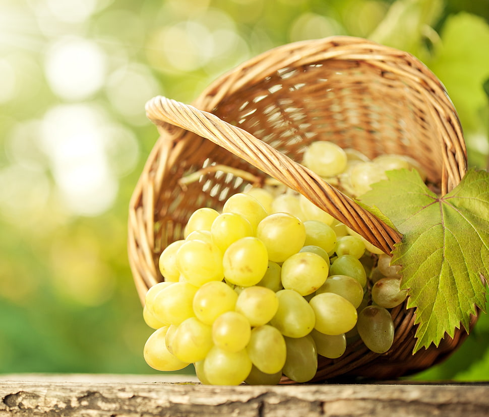 selective focus photography of grapes HD wallpaper