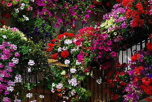 garden photograph HD wallpaper