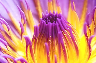 closeup photo of purple and yellow petaled flowers