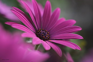 pink flower in tilt shift lens photography