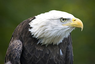 selective focus photography of American Bald eagle