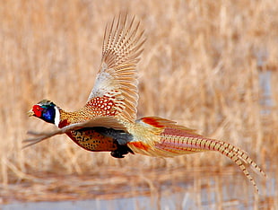 photo of pheasant flying on water, ring-necked pheasant, national wildlife refuge