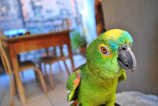 Yellow-crowned macaw HD wallpaper