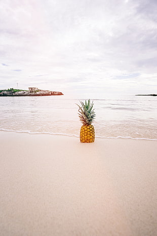 Pineapple Fruit on Seashore during Daytime HD wallpaper