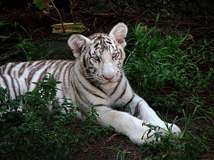 white tiger laying on grass