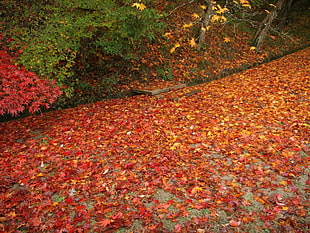 red and green leaf tree