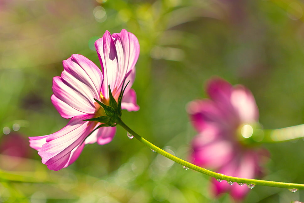 close up photo of purple cosmos flower HD wallpaper