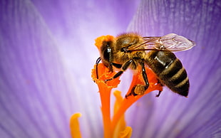 closeup photography of Honeybee perched on purple petaled flower
