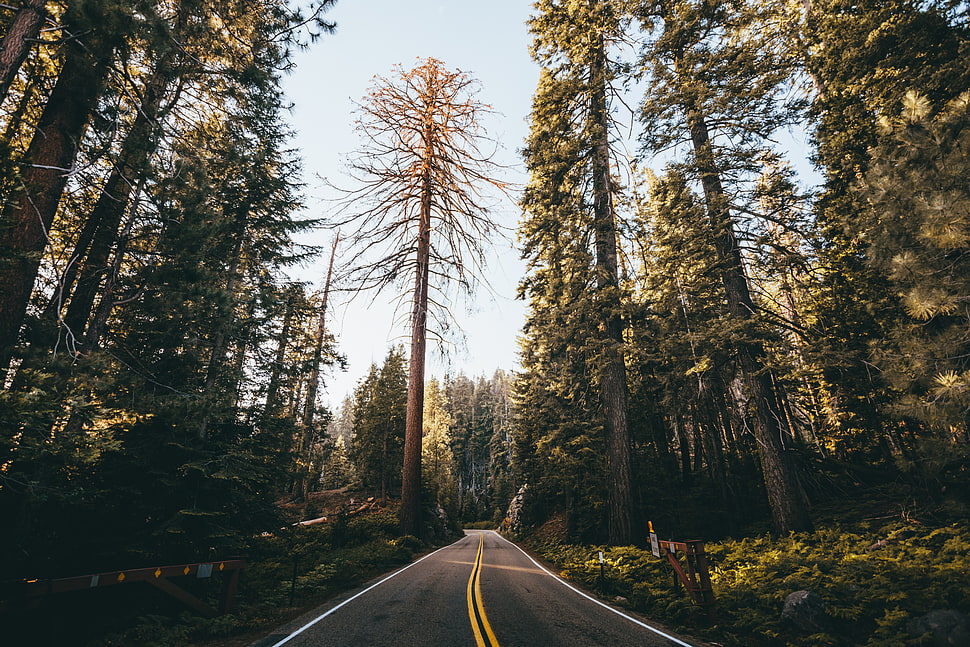 forest road during daytime HD wallpaper