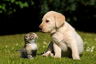 yellow Labrador puppy beside brown Tabby kitten during daytime