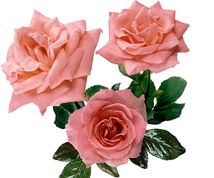 three pink petaled roses
