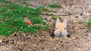 brown rabbit, Bing, photography, nature HD wallpaper